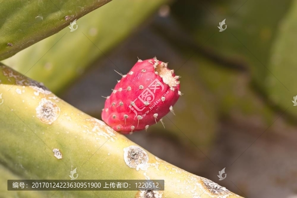 仙人掌