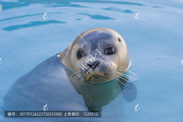 港灣海豹