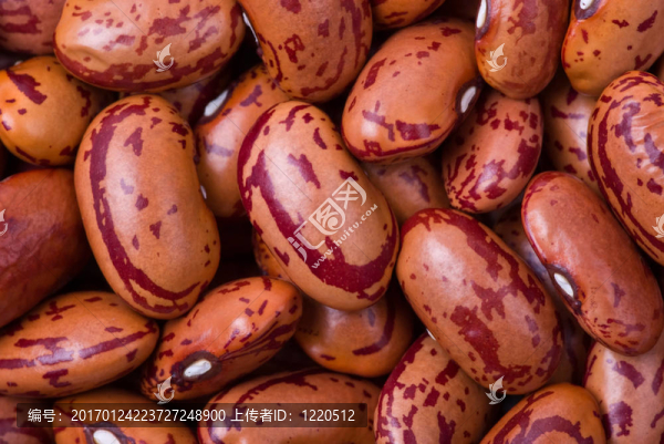 點(diǎn)點(diǎn)紅扁豆宏-匯圖網(wǎng) www.fosd68.com 點(diǎn)點(diǎn)紅扁豆宏