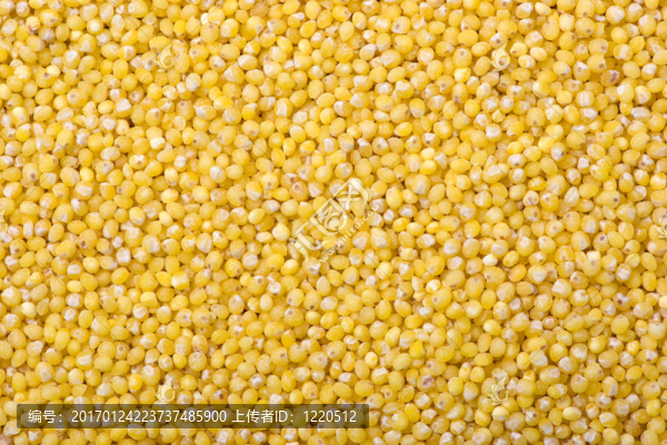 原料小米