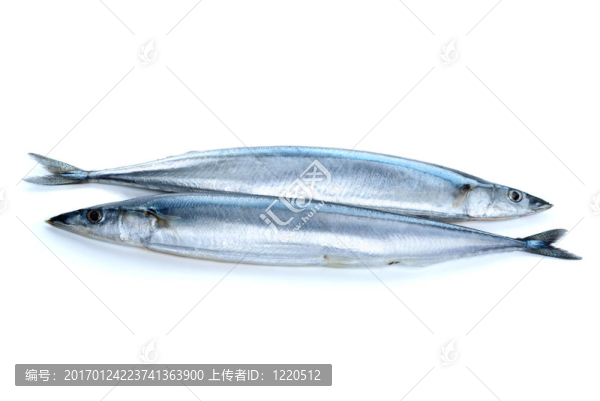 兩個(gè)新鮮的秋刀魚魚