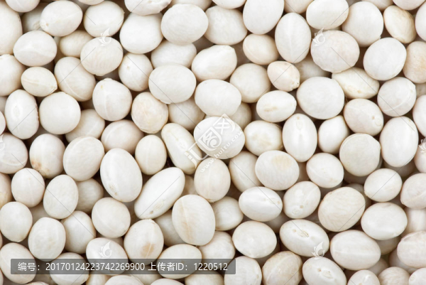 圓白扁豆