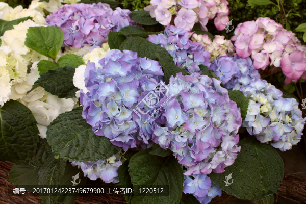 一束鮮花