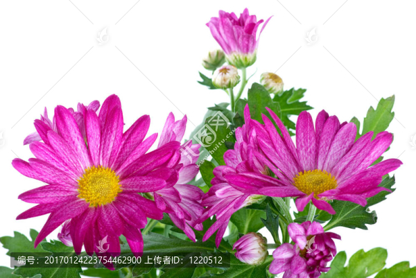 一束粉紅野菊花