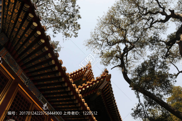 紫禁城屋頂