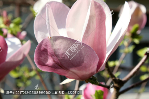 木蘭花