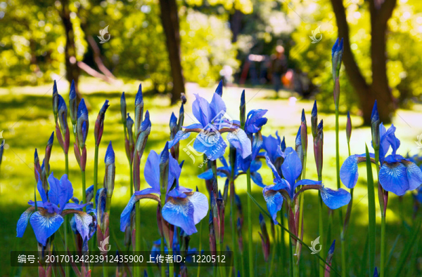 鳶尾花