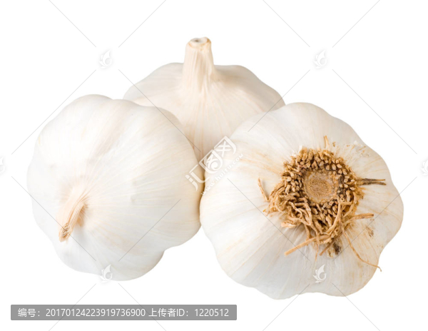 大蒜鱗莖