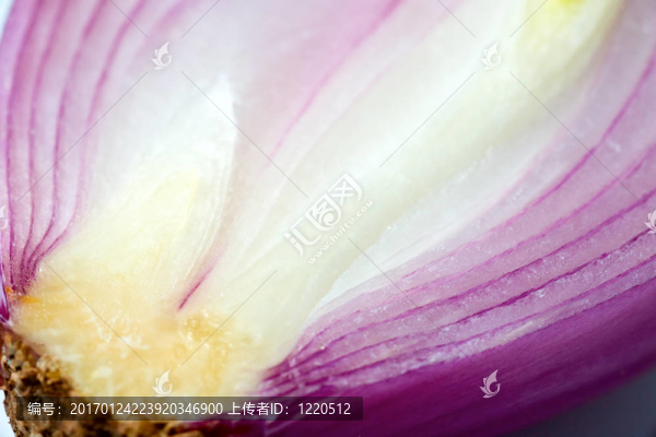 分離紫洋蔥鱗莖