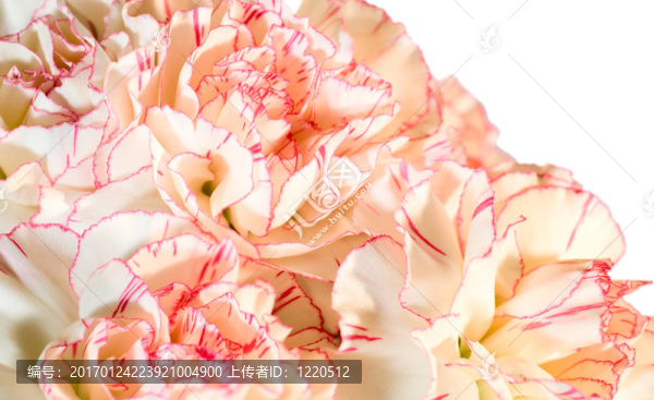 康乃馨花朵背景