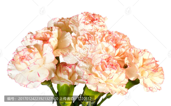 露水的康乃馨花束