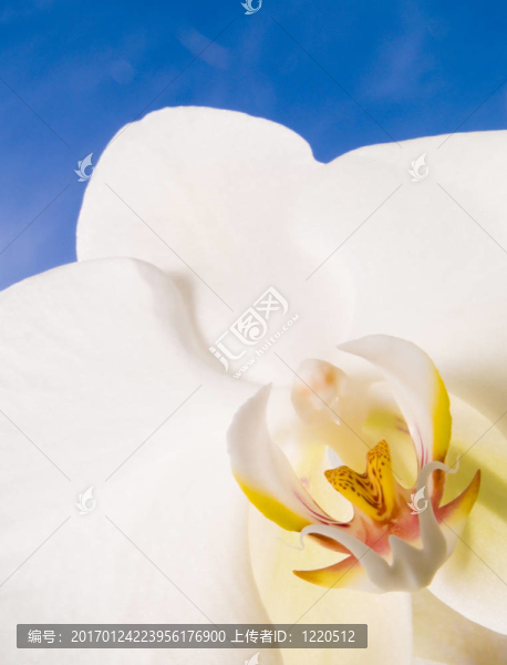 藍天上的蘭花