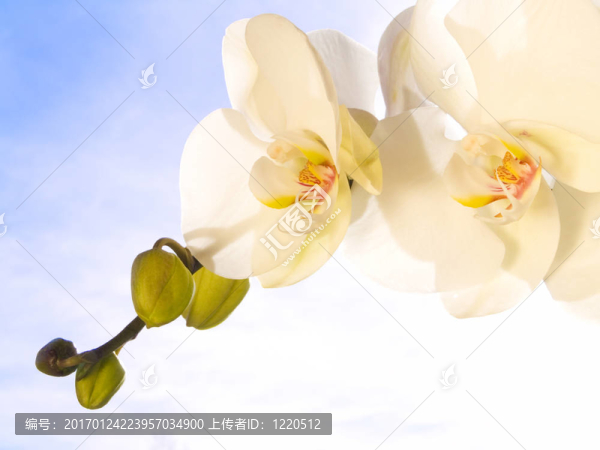 藍(lán)天上的蘭花
