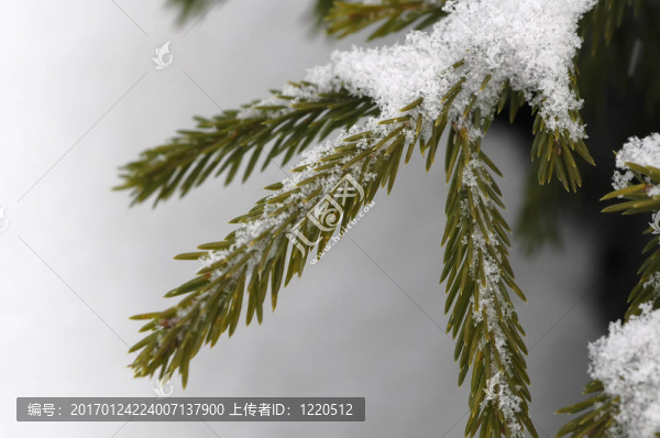 毛皮樹的樹枝