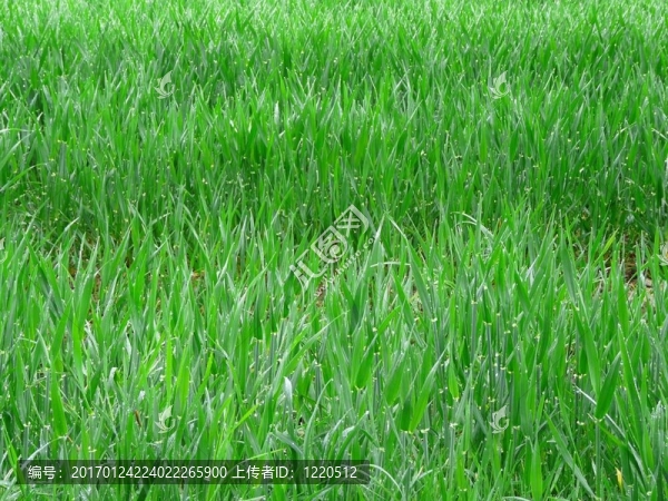 青年小麥綠地-匯圖網(wǎng) www.fosd68.com 青年小麥綠地