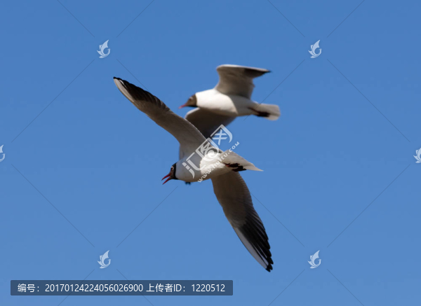 兩海鷗-匯圖網(wǎng) www.fosd68.com 兩海鷗