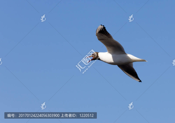 喊海鷗