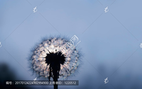 蒲公英的黃昏