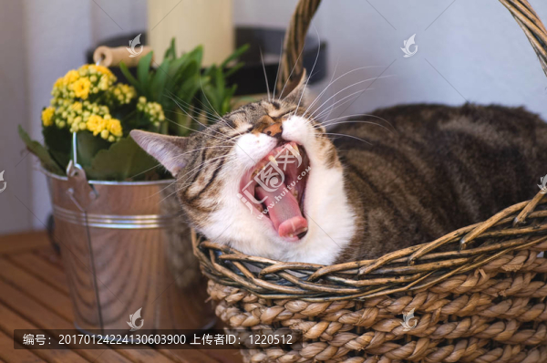 打哈欠的貓