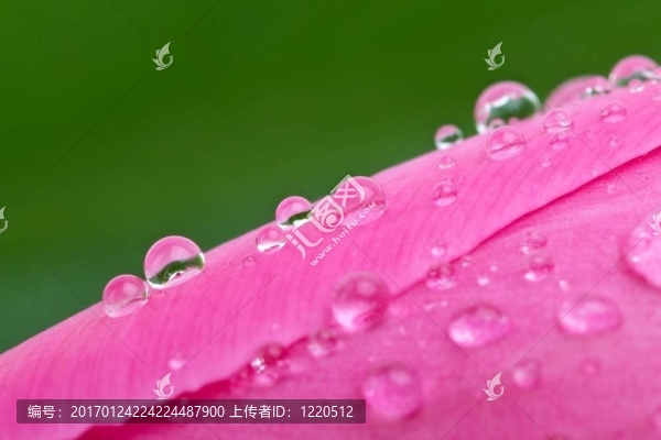 在粉色郁金香的花苞水滴