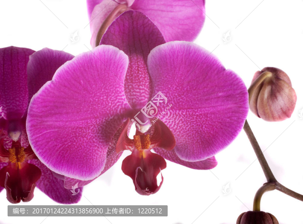 蘭花