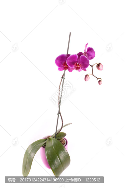 蘭花-匯圖網(wǎng) www.fosd68.com 蘭花