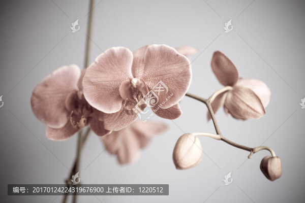 蘭花-匯圖網(wǎng) www.fosd68.com 蘭花