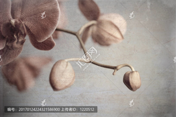 蘭花