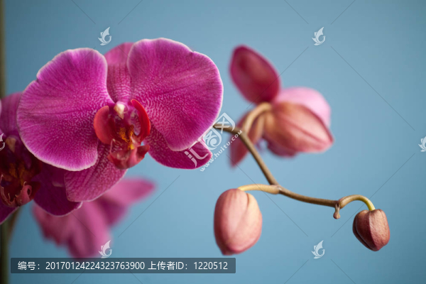 蘭花