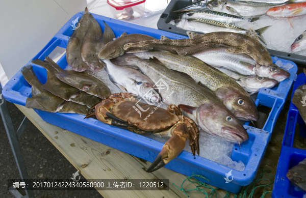 魚市場