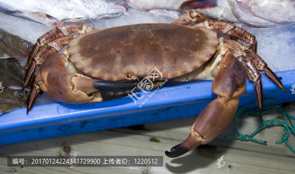 活蟹