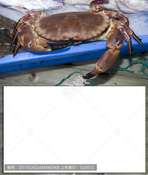 蟹