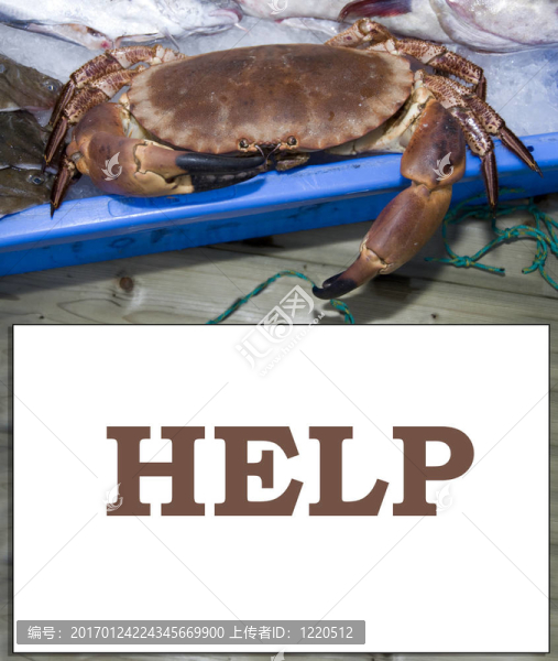 蟹-匯圖網(wǎng) www.fosd68.com 蟹