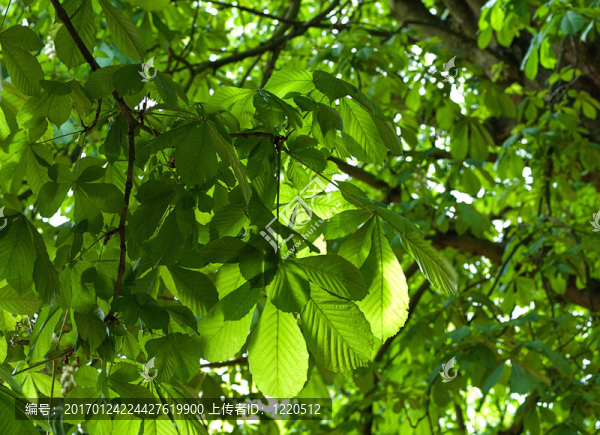馬栗樹-匯圖網(wǎng) www.fosd68.com 馬栗樹