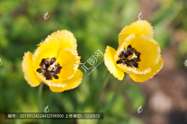 郁金香