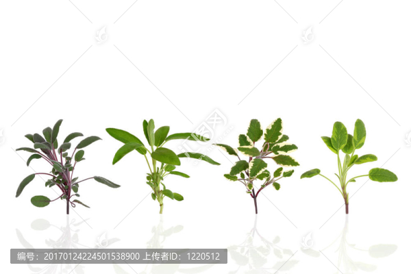 草本葉品種