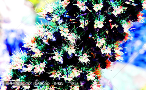 飛燕草