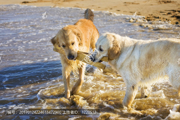 用棍子打兩黃金獵犬
