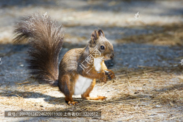 公園里的松鼠