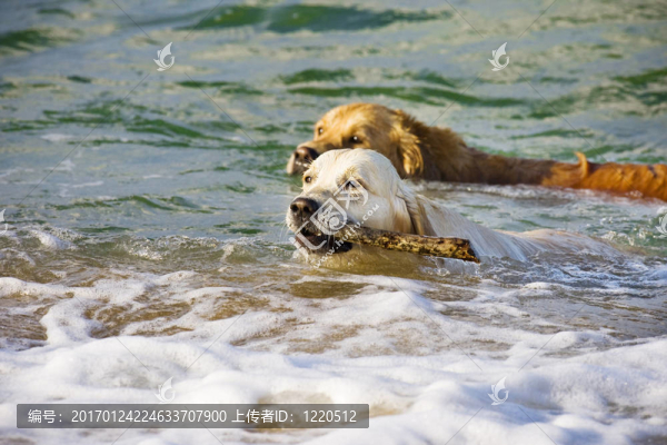 兩黃金獵犬