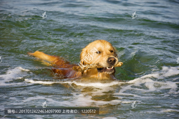 金毛獵犬