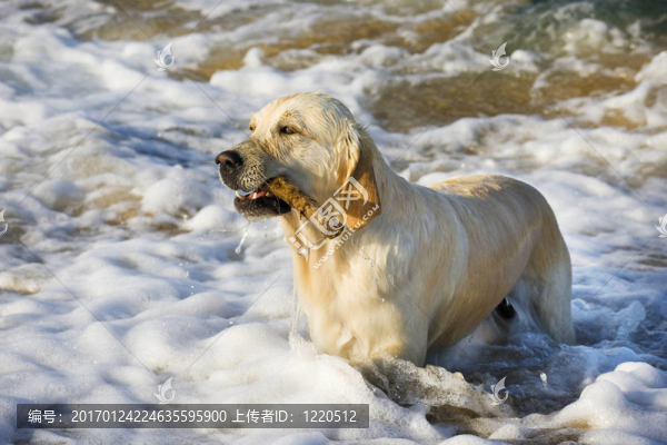 金毛獵犬-匯圖網(wǎng) www.fosd68.com 金毛獵犬