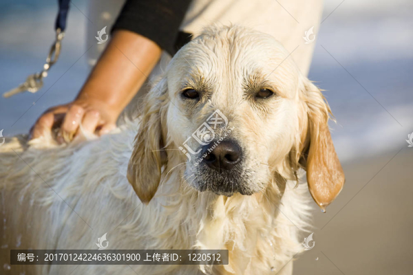 手撫摸著一只狗