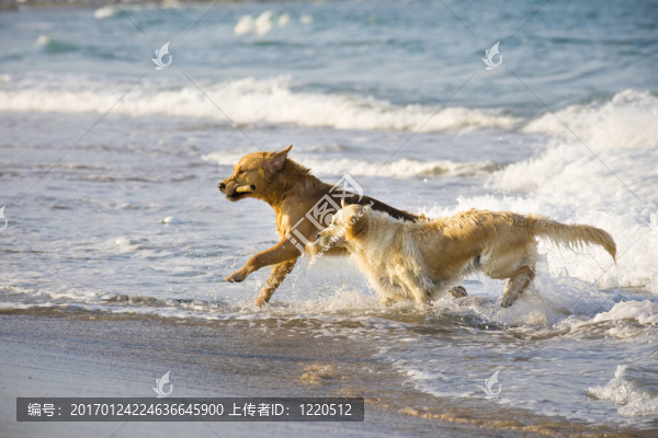 兩黃金獵犬-匯圖網(wǎng) www.fosd68.com 兩黃金獵犬