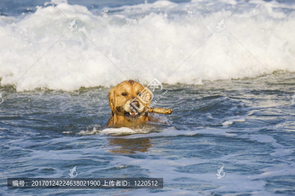 金毛獵犬