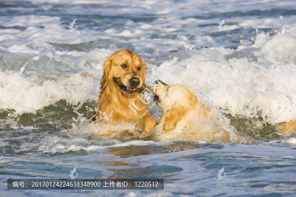 兩黃金獵犬-匯圖網(wǎng) www.fosd68.com 兩黃金獵犬