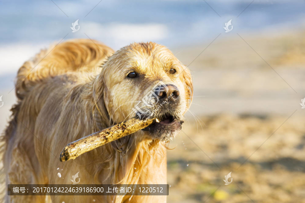 金毛獵犬
