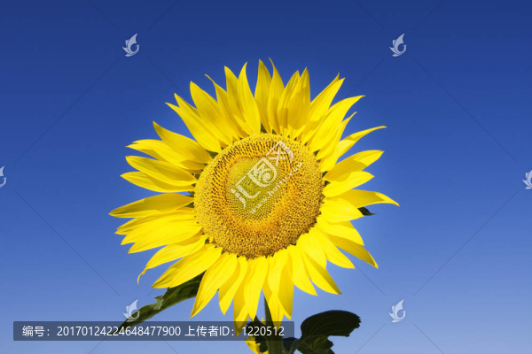 向日葵-匯圖網(wǎng) www.fosd68.com 向日葵