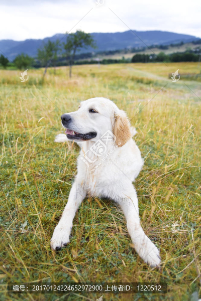 金毛獵犬