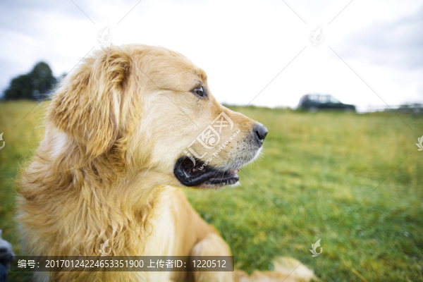 金毛獵犬